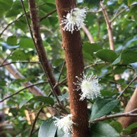 Plinia cauliflora (Mart.) Kausel